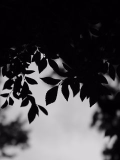 240x320 Wallpaper bw, leaves, branches, outlines