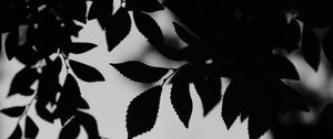 Preview wallpaper bw, leaves, branches, outlines
