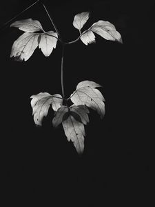 Preview wallpaper bw, leaves, plant
