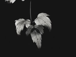 Preview wallpaper bw, leaves, plant