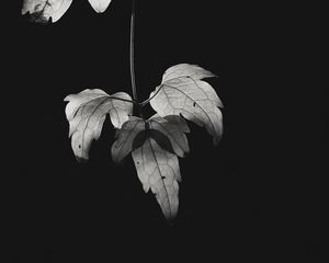 Preview wallpaper bw, leaves, plant