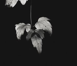 Preview wallpaper bw, leaves, plant