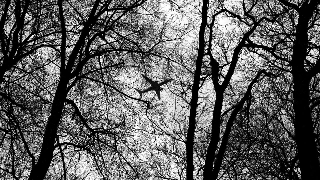 Wallpaper bw, plane, branches, trees