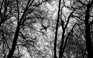Preview wallpaper bw, plane, branches, trees