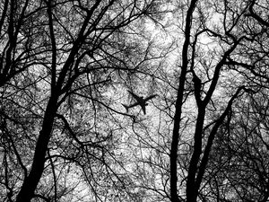 Preview wallpaper bw, plane, branches, trees