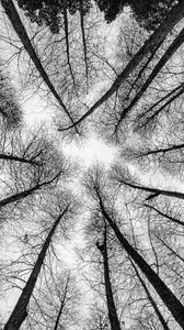 Preview wallpaper bw, trees, bottom view, branches