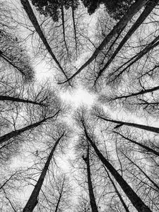 Preview wallpaper bw, trees, bottom view, branches