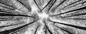 Preview wallpaper bw, trees, bottom view, branches