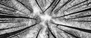 Preview wallpaper bw, trees, bottom view, branches