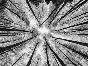 Preview wallpaper bw, trees, bottom view, branches