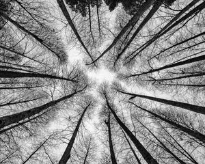 Preview wallpaper bw, trees, bottom view, branches