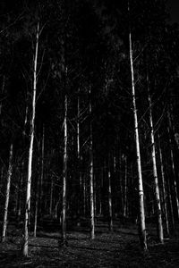 Preview wallpaper bw, trees, forest, gloomy