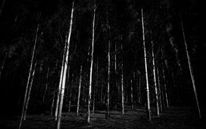Preview wallpaper bw, trees, forest, gloomy