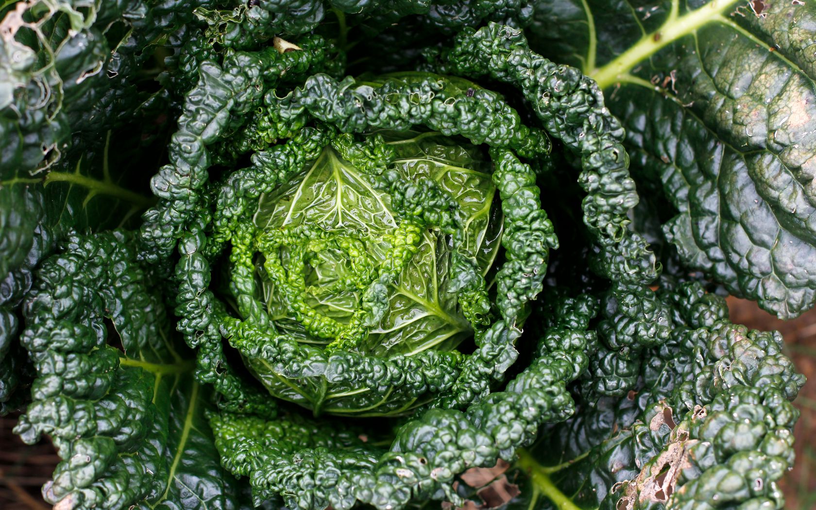 Download Wallpaper 1680x1050 Cabbage Greens Leaves Close up 