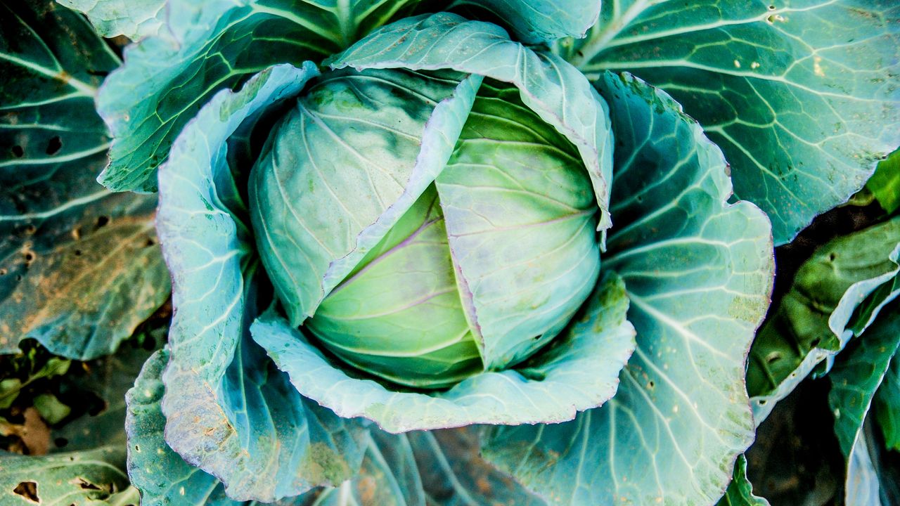 Wallpaper cabbage, head out, vegetable