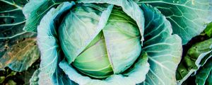 Preview wallpaper cabbage, head out, vegetable