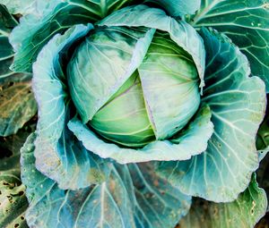 Preview wallpaper cabbage, head out, vegetable