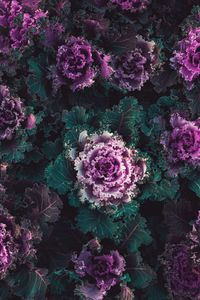 Preview wallpaper cabbage, plants, leaves, purple, green