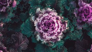 Preview wallpaper cabbage, plants, leaves, purple, green