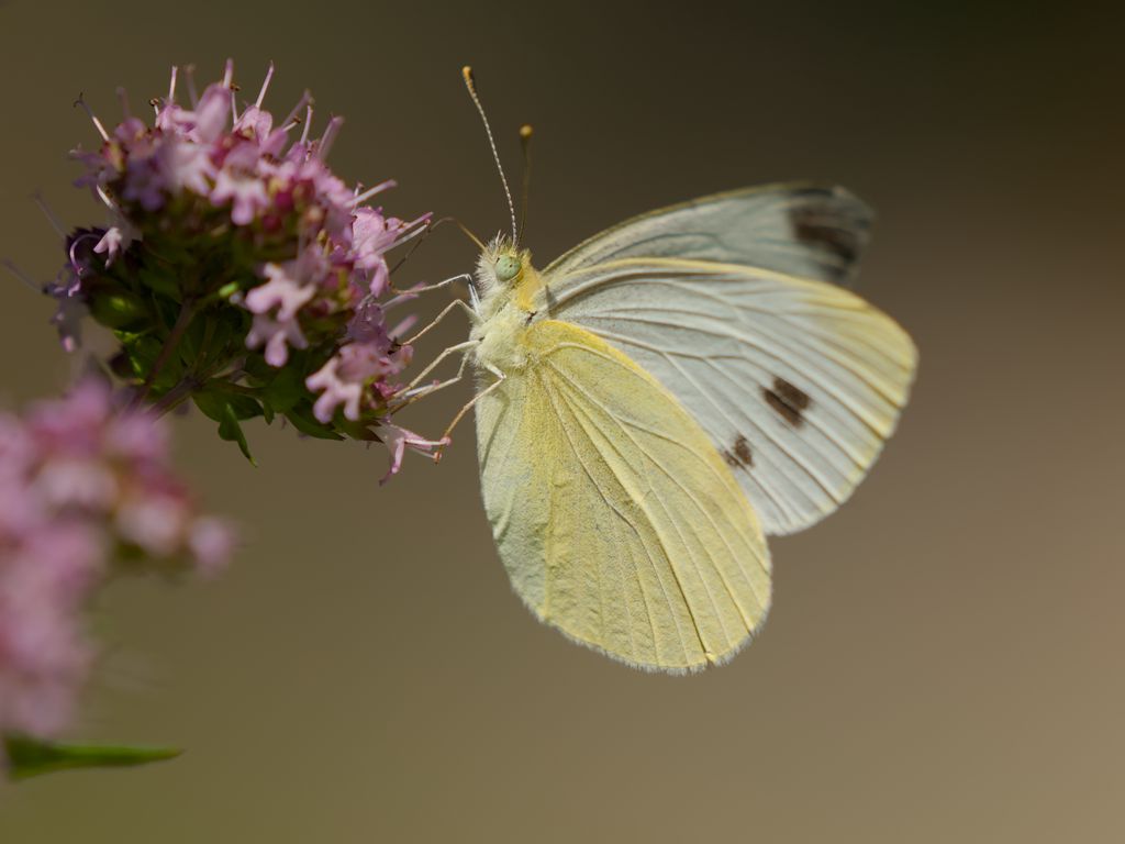 1024x768 Wallpaper cabbage white, butterfly, wings, macro, light