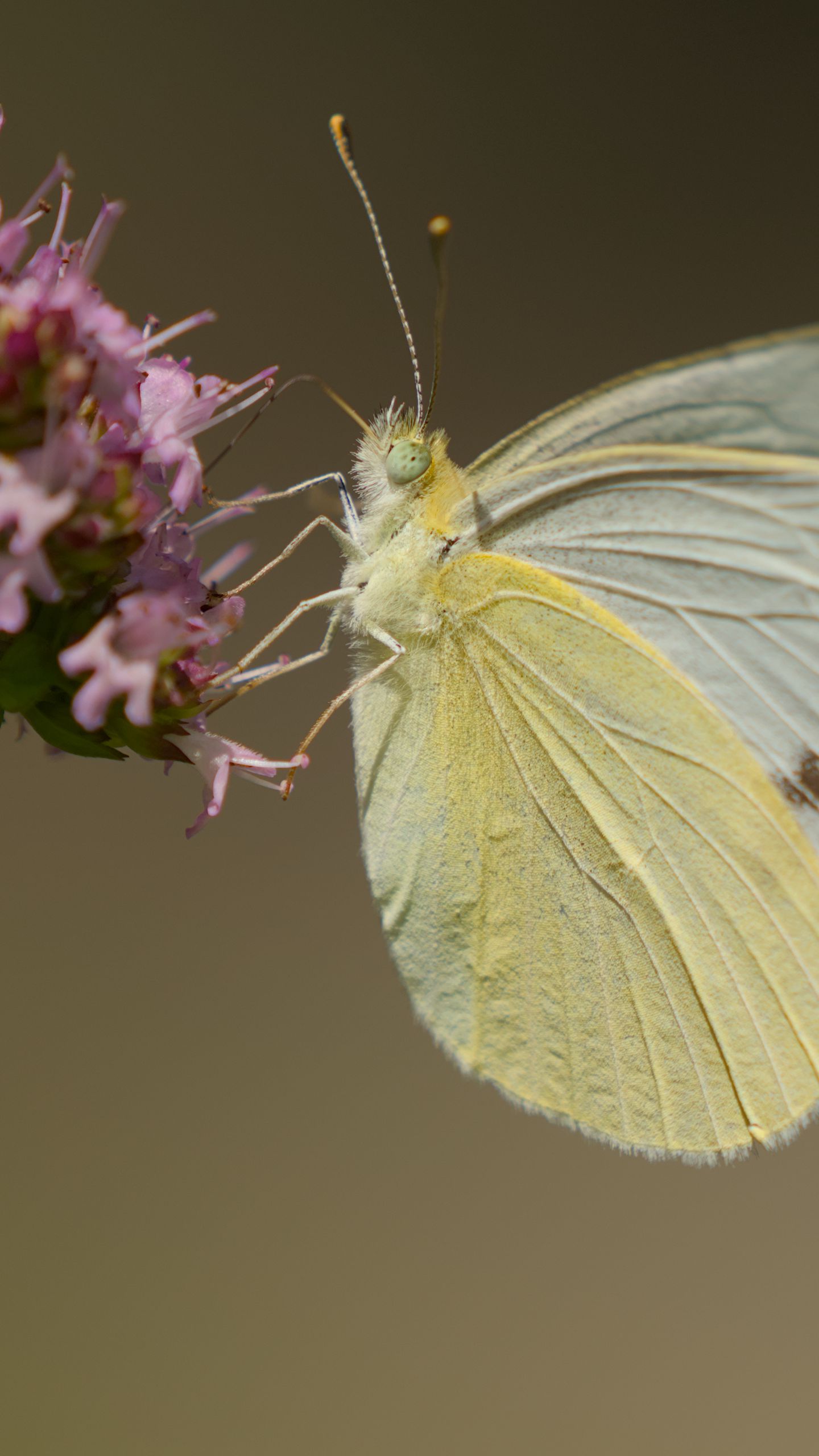 1440x2560 Wallpaper cabbage white, butterfly, wings, macro, light