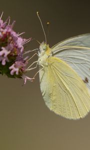 Preview wallpaper cabbage white, butterfly, wings, macro, light