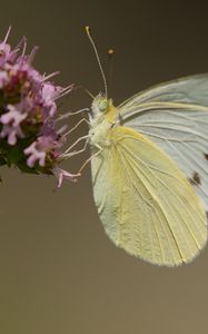 Preview wallpaper cabbage white, butterfly, wings, macro, light