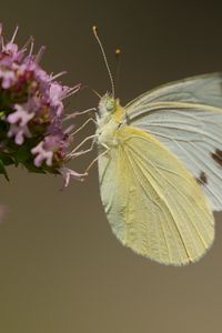 Preview wallpaper cabbage white, butterfly, wings, macro, light