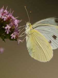 Preview wallpaper cabbage white, butterfly, wings, macro, light
