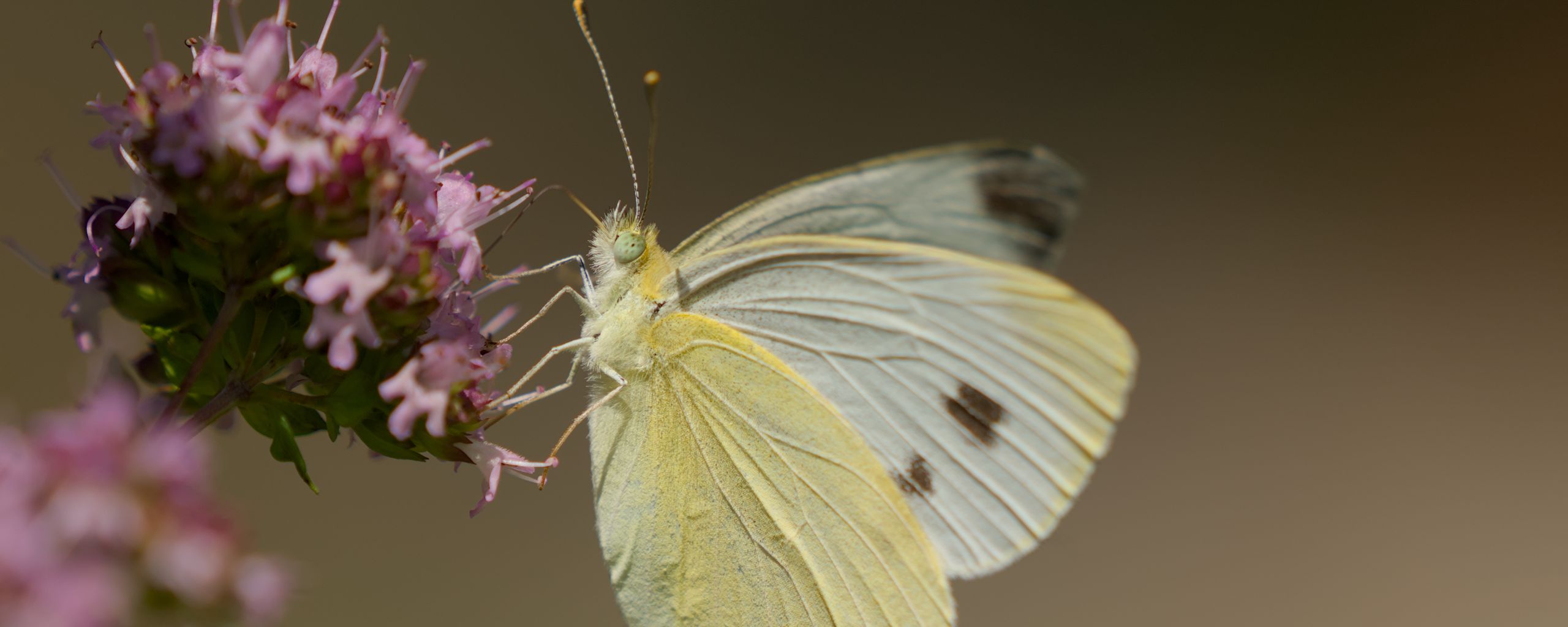 2560x1024 Wallpaper cabbage white, butterfly, wings, macro, light