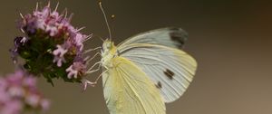 Preview wallpaper cabbage white, butterfly, wings, macro, light