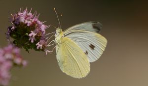 Preview wallpaper cabbage white, butterfly, wings, macro, light