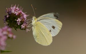 Preview wallpaper cabbage white, butterfly, wings, macro, light