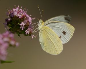 Preview wallpaper cabbage white, butterfly, wings, macro, light