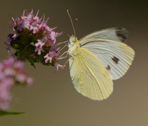 Preview wallpaper cabbage white, butterfly, wings, macro, light