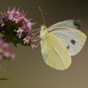 Preview wallpaper cabbage white, butterfly, wings, macro, light