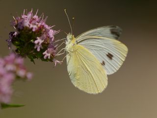 320x240 Wallpaper cabbage white, butterfly, wings, macro, light