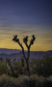 Preview wallpaper cacti, bushes, mountains, dusk, landscape, nature