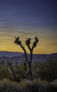 Preview wallpaper cacti, bushes, mountains, dusk, landscape, nature