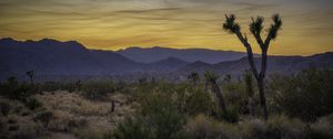 Preview wallpaper cacti, bushes, mountains, dusk, landscape, nature