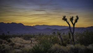 Preview wallpaper cacti, bushes, mountains, dusk, landscape, nature