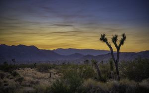 Preview wallpaper cacti, bushes, mountains, dusk, landscape, nature