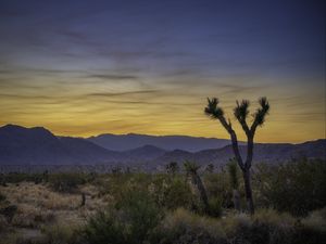 Preview wallpaper cacti, bushes, mountains, dusk, landscape, nature