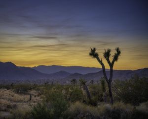 Preview wallpaper cacti, bushes, mountains, dusk, landscape, nature