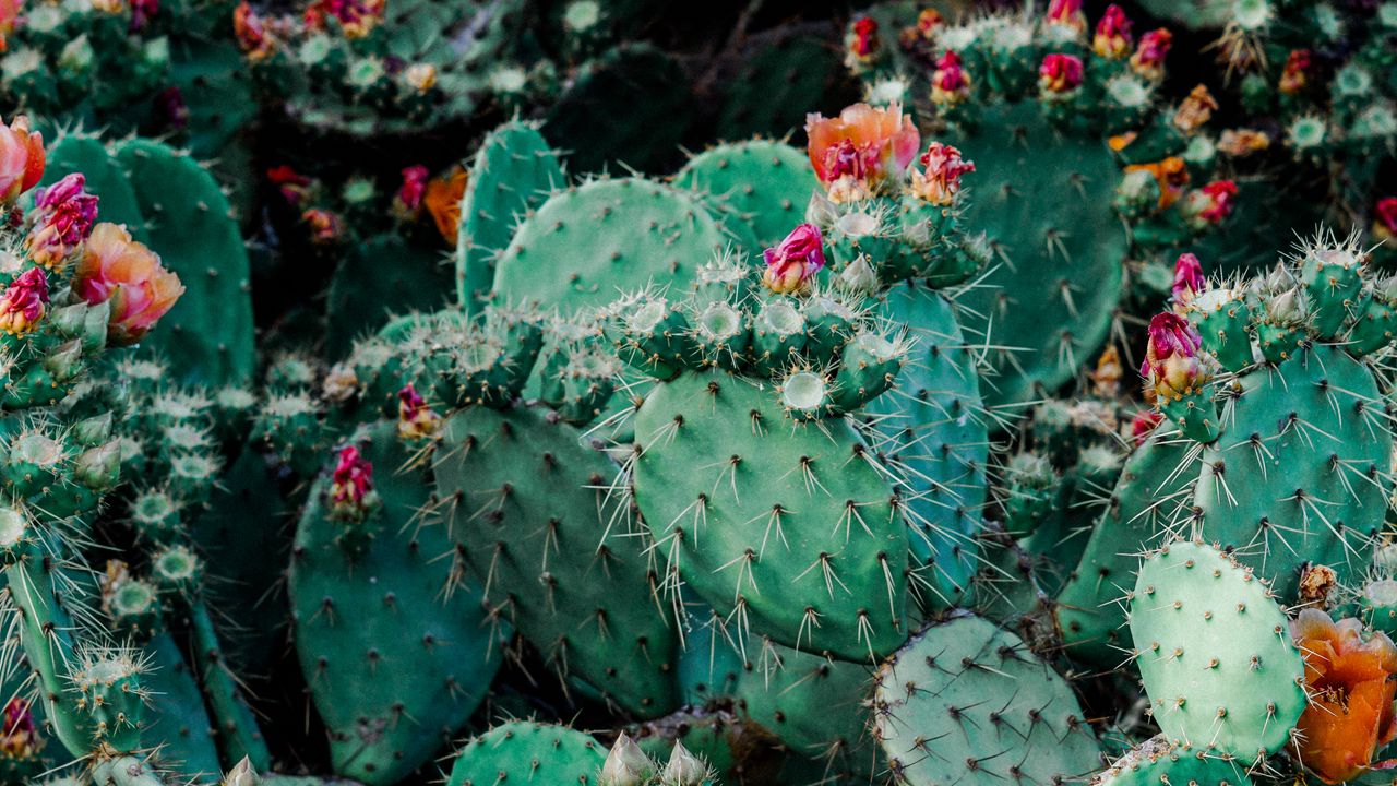 Wallpaper cacti, cactus, succulents, thorns, flowering