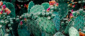 Preview wallpaper cacti, cactus, succulents, thorns, flowering