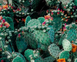 Preview wallpaper cacti, cactus, succulents, thorns, flowering
