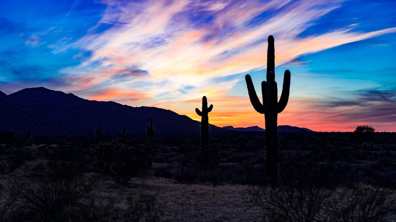 Wallpaper cacti, cactuses, sunset, desert, clouds