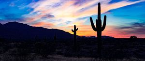 Preview wallpaper cacti, cactuses, sunset, desert, clouds