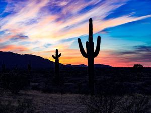 Preview wallpaper cacti, cactuses, sunset, desert, clouds